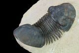Paralejurus Trilobite - Morocco #165960-3